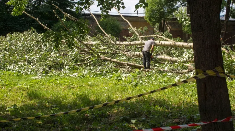 Sousedský spor. Když větve od souseda zasahují na můj pozemek