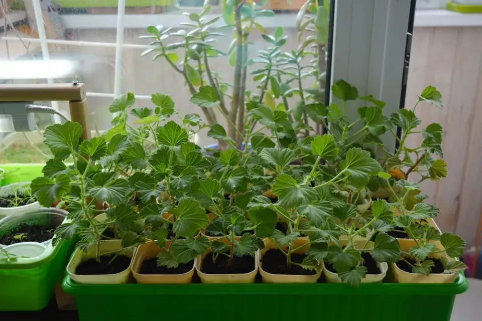 Pěstování muškátů a petúnií 