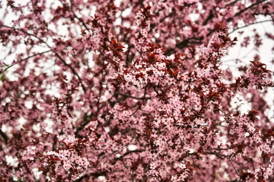 TOP 10 nejkrásnějších stromů kvetoucích na jaře