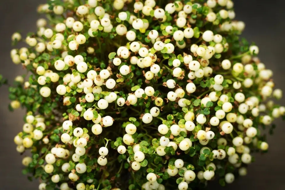 Korálovka s bílými plody