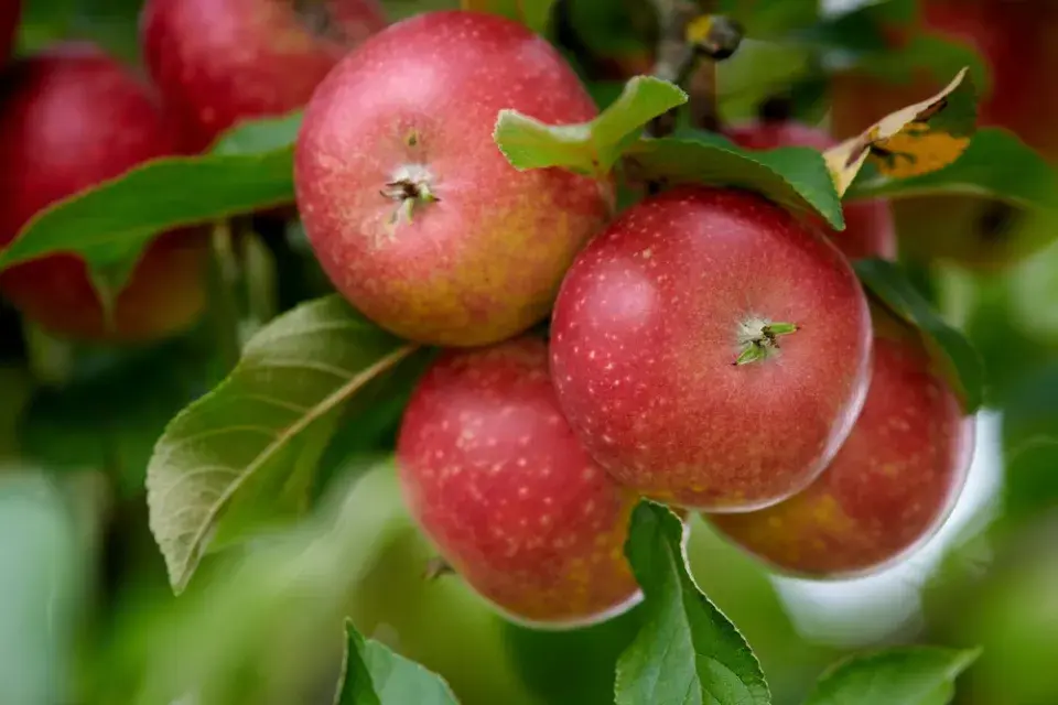 Prořez ovocných stromů