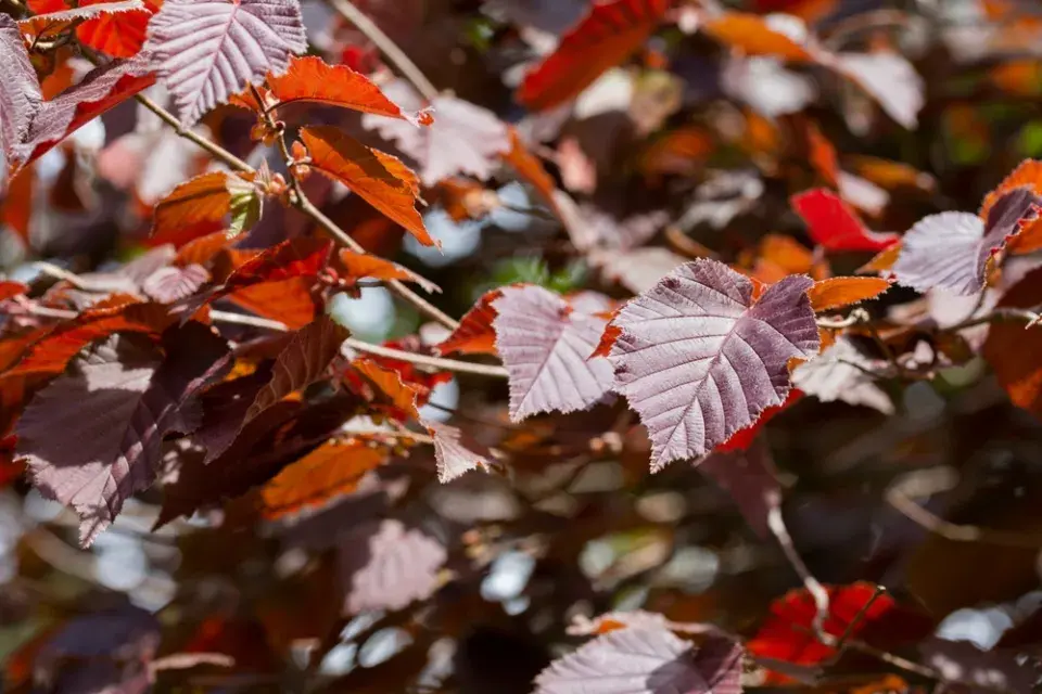 TOP 10 nejkrásnějších stromů kvetoucích na jaře