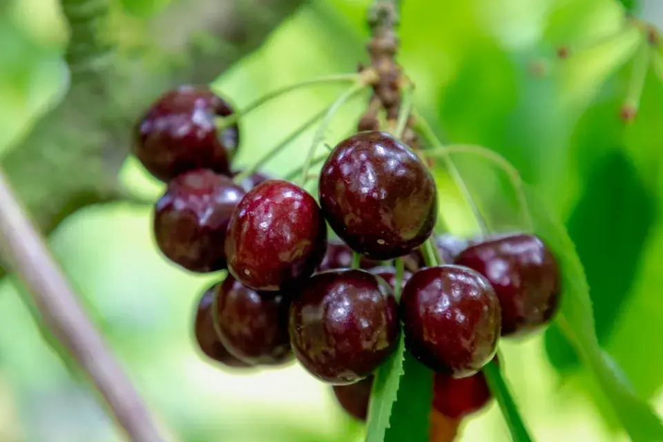 Prořez ovocných stromů