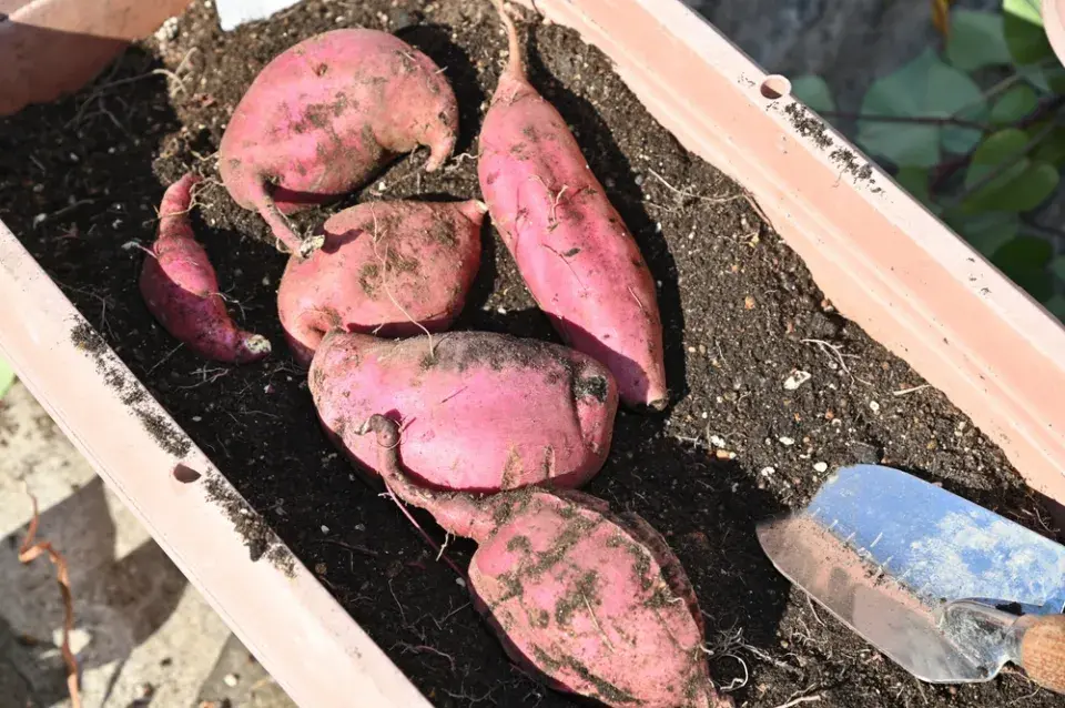 Nemáte zahradu? Vyzkoušejte si pěstování zeleniny v truhlících