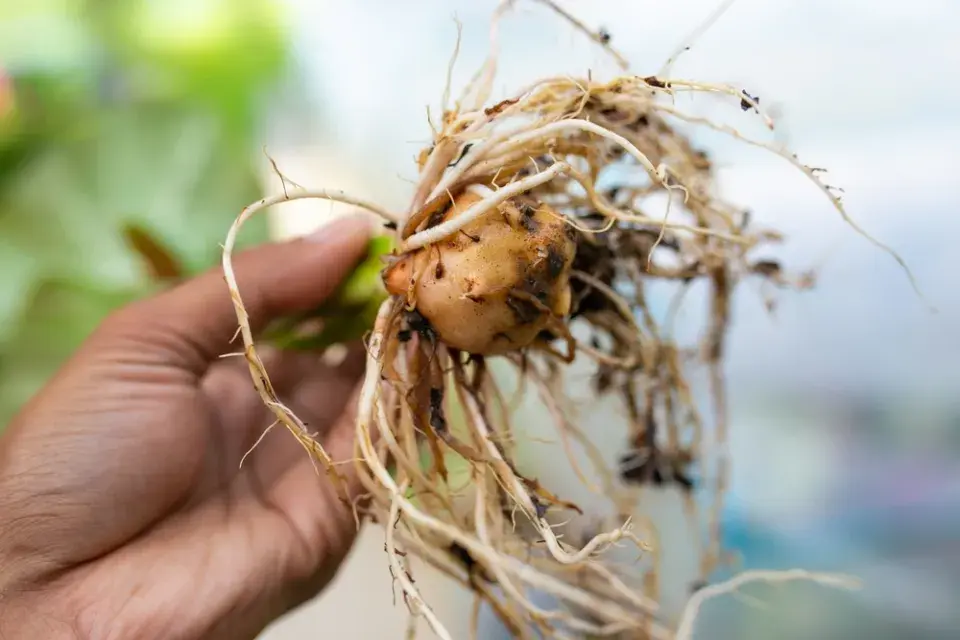Kaládium neboli užovník (Caladium bicolor) 