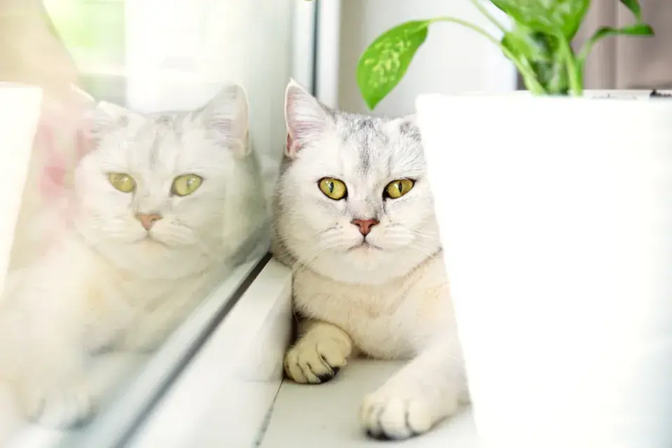 Jedovaté pokojové rostliny ve vztahu ke čtyřnohým mazlíčkům