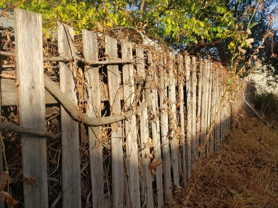 Sousedský spor. Když větve od souseda zasahují na můj pozemek