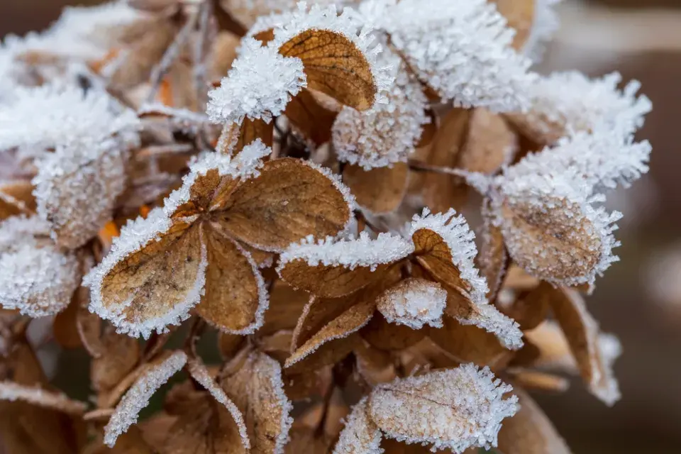 Hortenzie v zimě