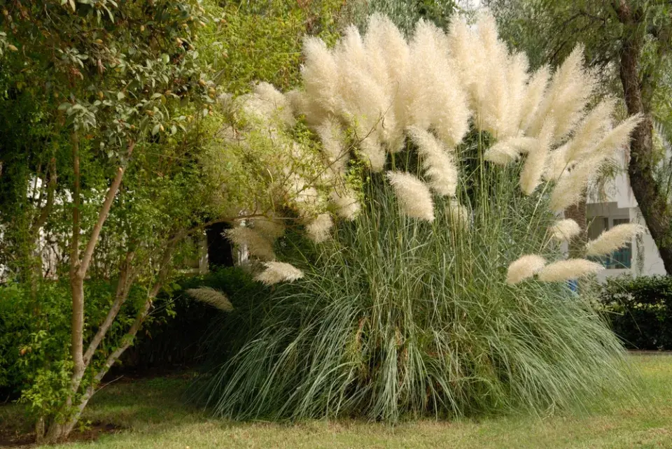 Pampová tráva (Cortaderia selloana)