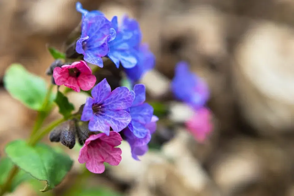 Plicník lékařský (Pulmonaria officinalis) 