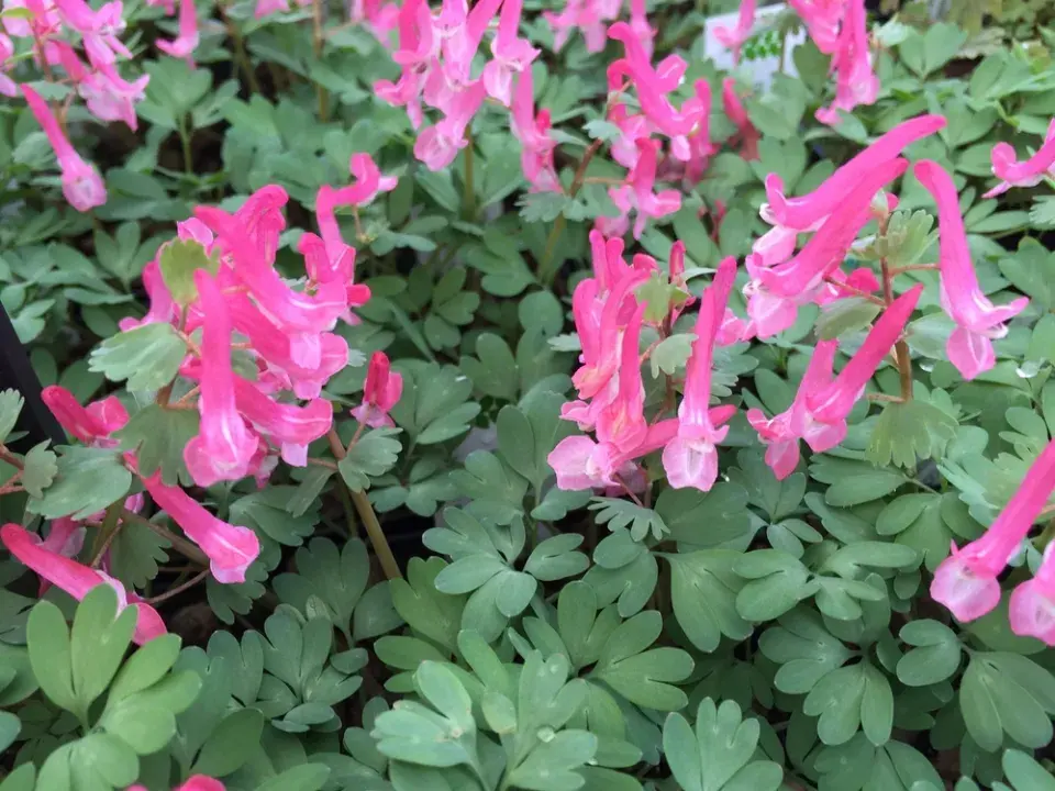 Vyhlašujeme TOP 10 nejzajímavějších jarních cibulovin