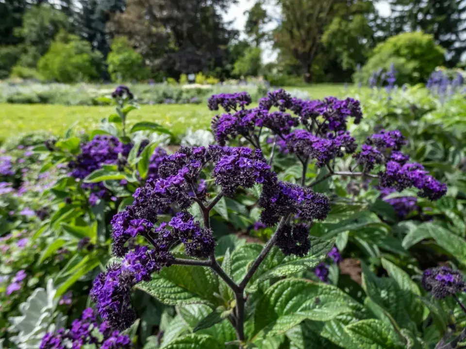 Otočník stromovitý