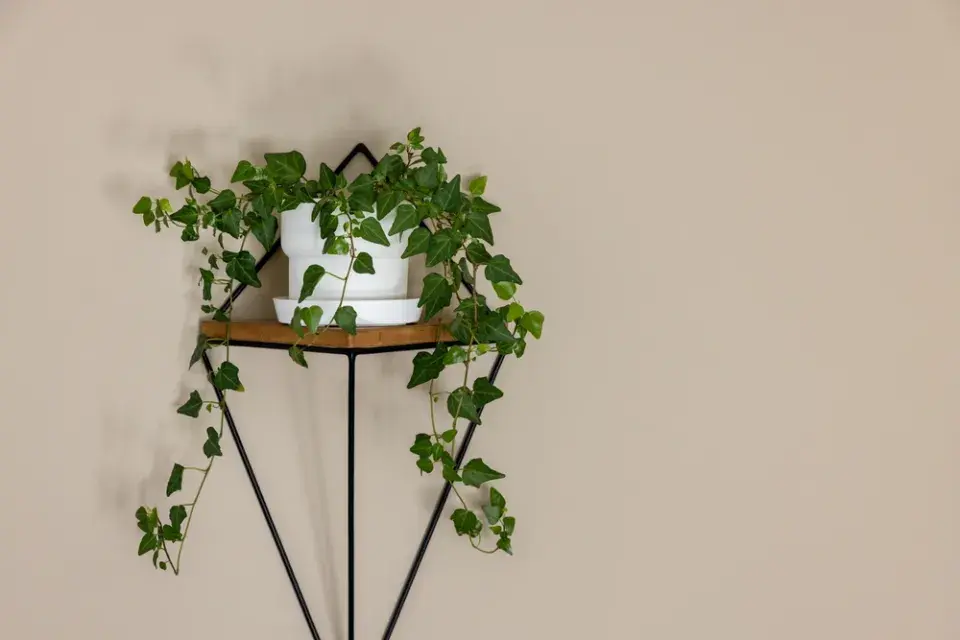 Pokojové rostliny proti vlhkosti