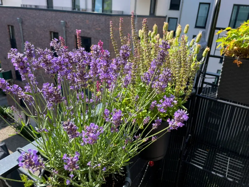 Osázení balkonu směrovaného na jihozápad