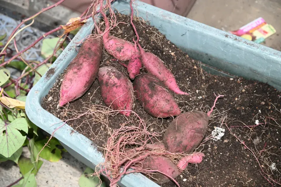 Pěstování batátů