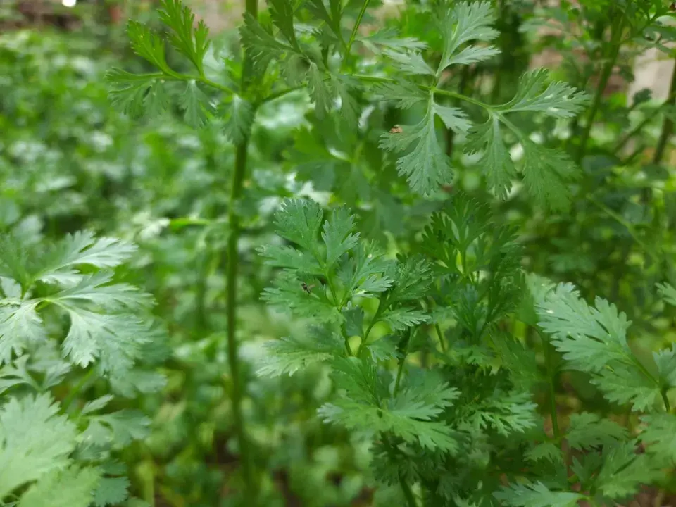 Koriandr setý (Coriandrum sativum)