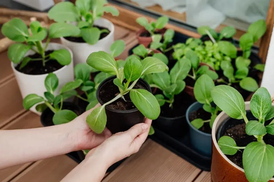 Pěstování zeleniny na balkonu už začněte řešit, je nejvyšší čas