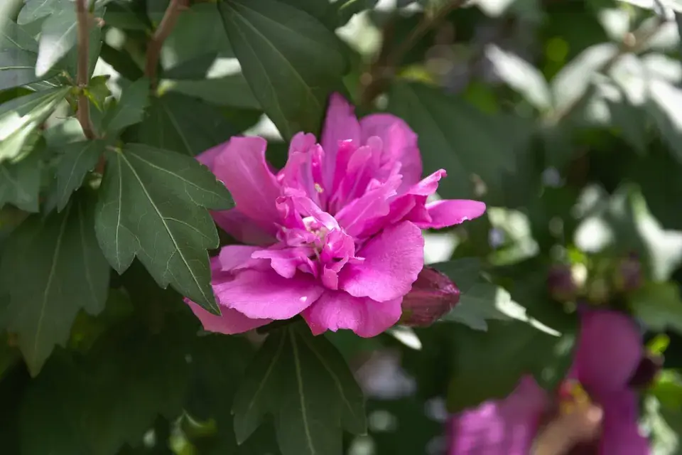 Řez okrasných keřů kvetoucích v létě