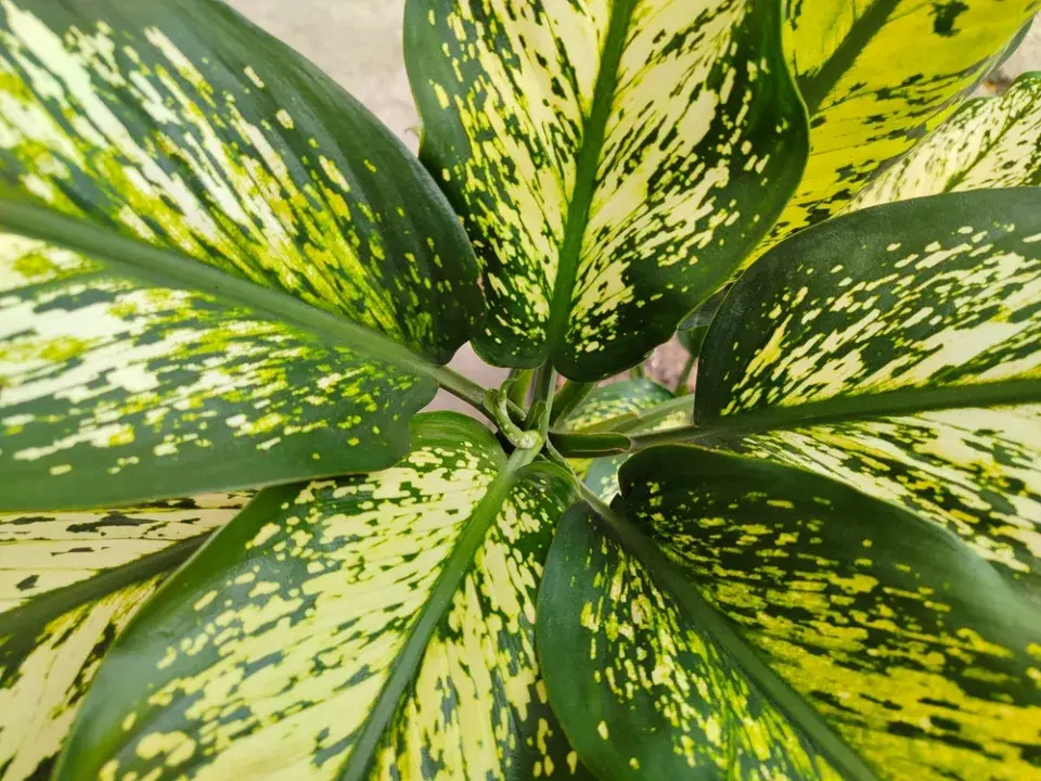 Jedovaté pokojové rostliny ve vztahu ke čtyřnohým mazlíčkům