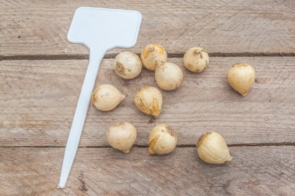 Puškinie ladoňkovitá (Puschkinia scilloides) 