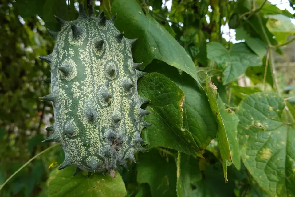 Kiwano