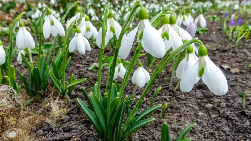 Sněženka podsněžník