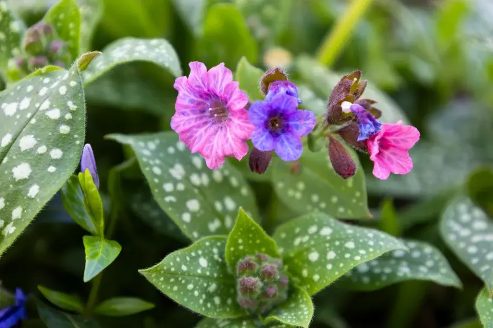 Plicník lékařský (Pulmonaria officinalis) 