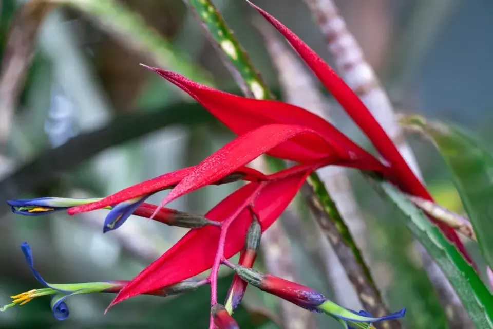 Bilbergie (Billbergia nutans)
