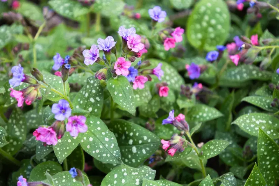 Plicník lékařský (Pulmonaria officinalis) 