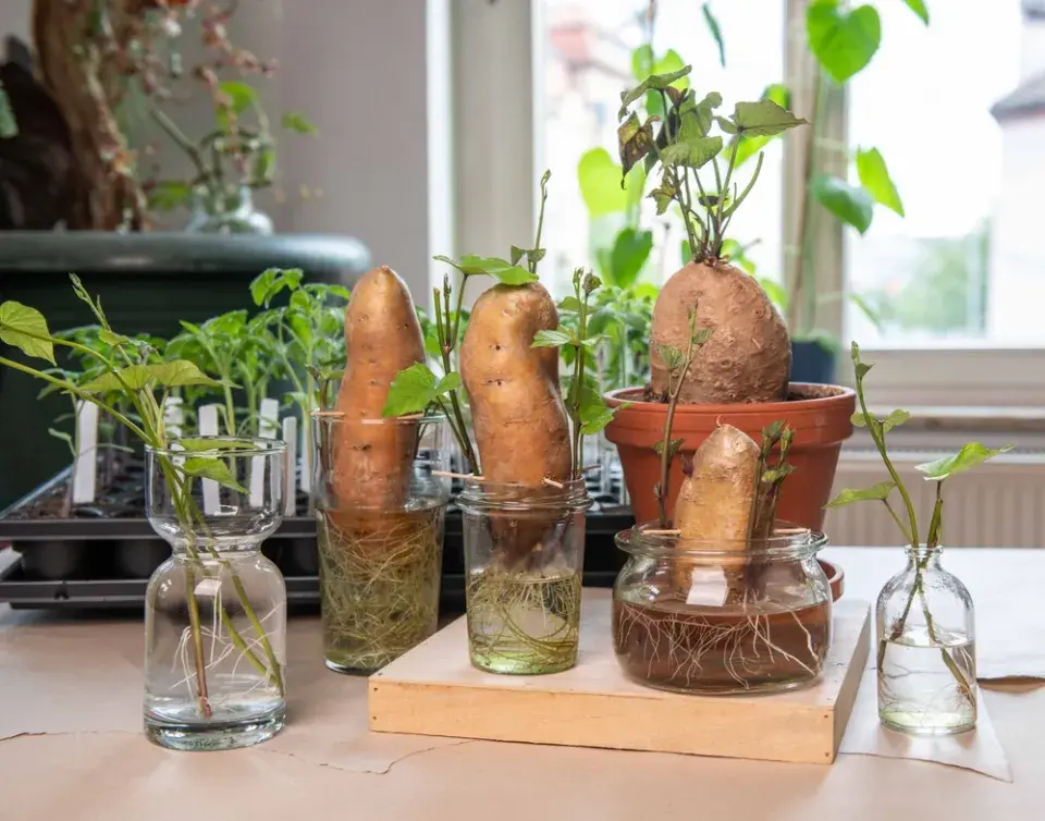 Pěstování batátů