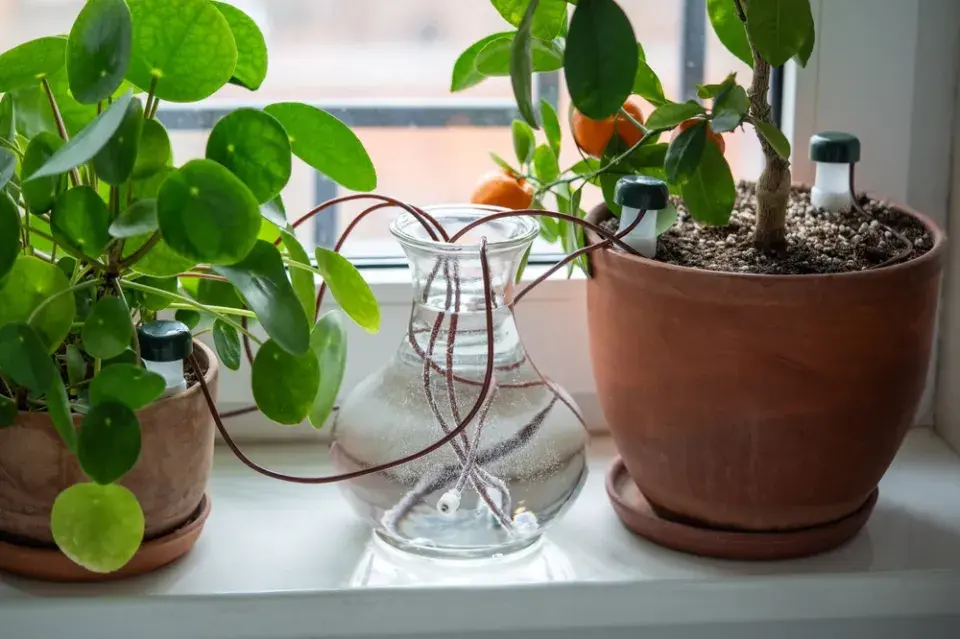 Palačinková rostlina