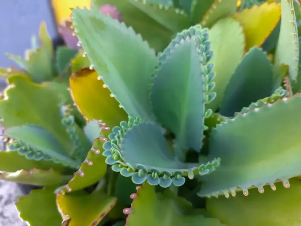 Jedovaté pokojovky ve vztahu ke čtyřnohým mazlíčkům mnohou zvířatům ublížit