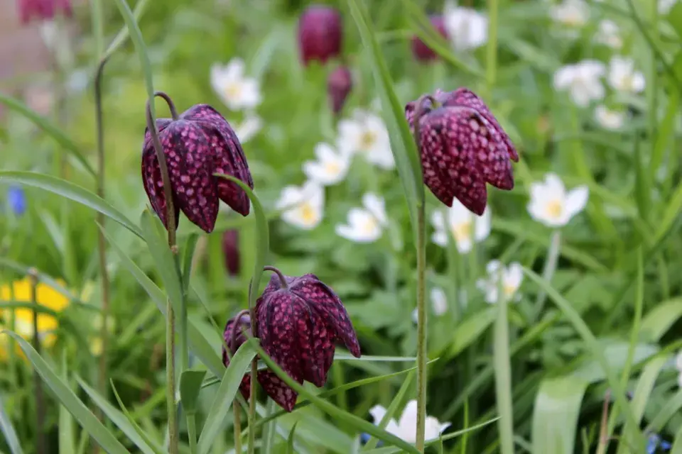 Vyhlašujeme TOP 10 nejzajímavějších jarních cibulovin