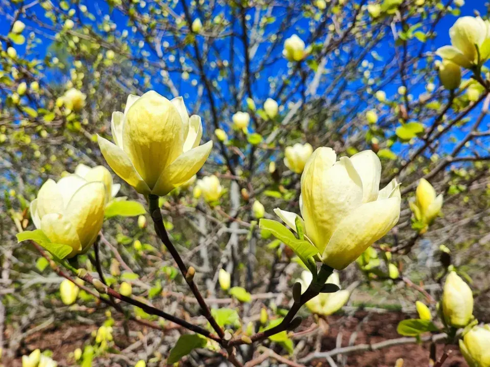 TOP 10 nejkrásnějších stromů kvetoucích na jaře
