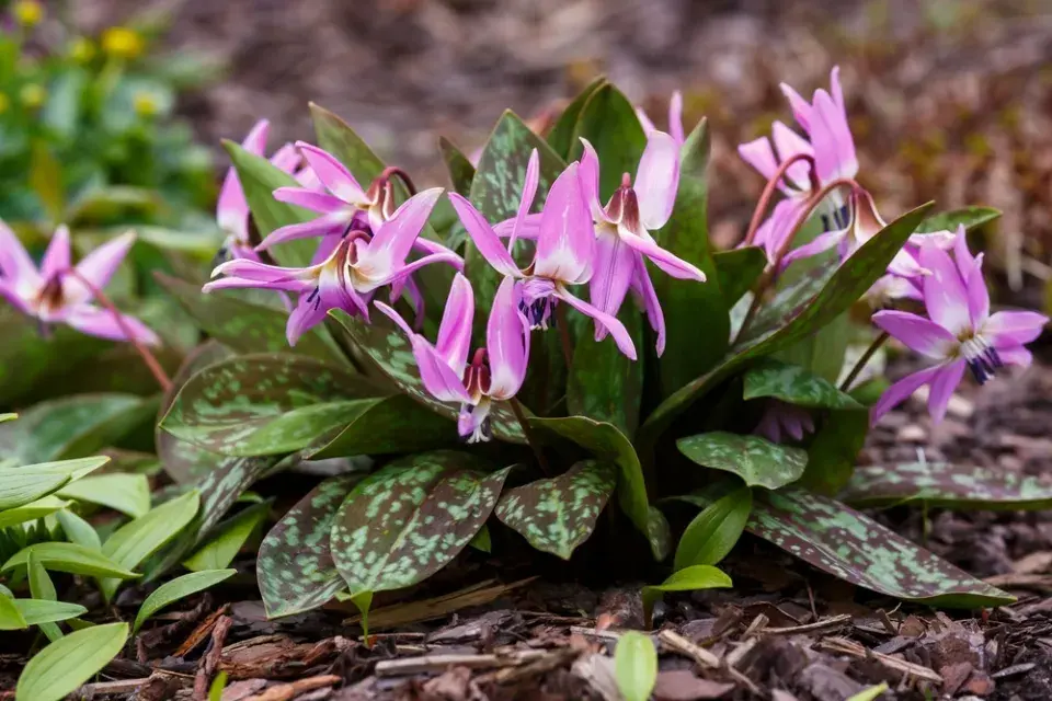 Vyhlašujeme TOP 10 nejzajímavějších jarních cibulovin
