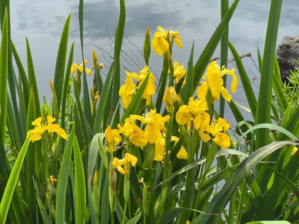 Rostliny do kořenové čističky