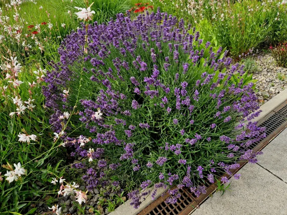 Řez levandule krok za krokem. Správná hloubka střihu na fotografiích