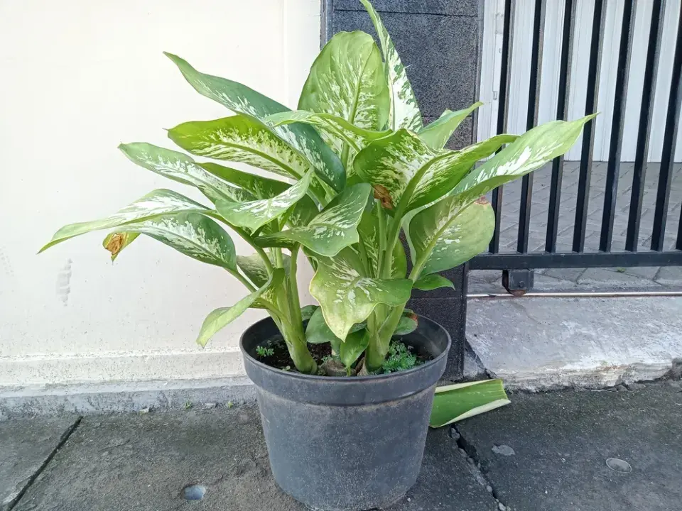 Jedovaté pokojové rostliny ve vztahu ke čtyřnohým mazlíčkům