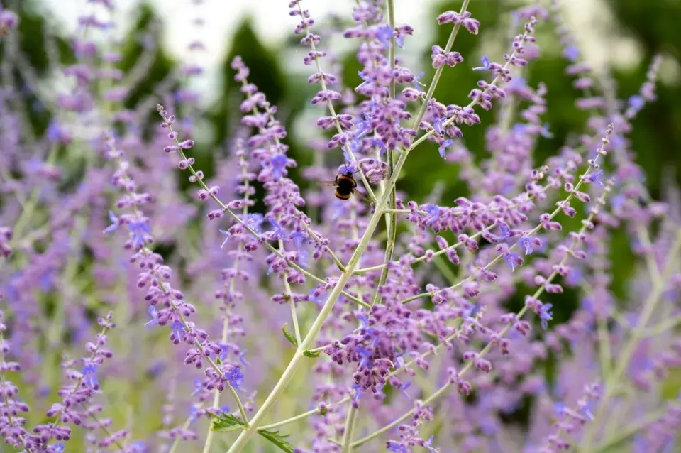 Řez okrasných keřů kvetoucích v létě