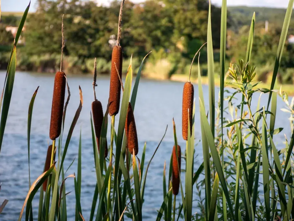 Rostliny do kořenové čističky