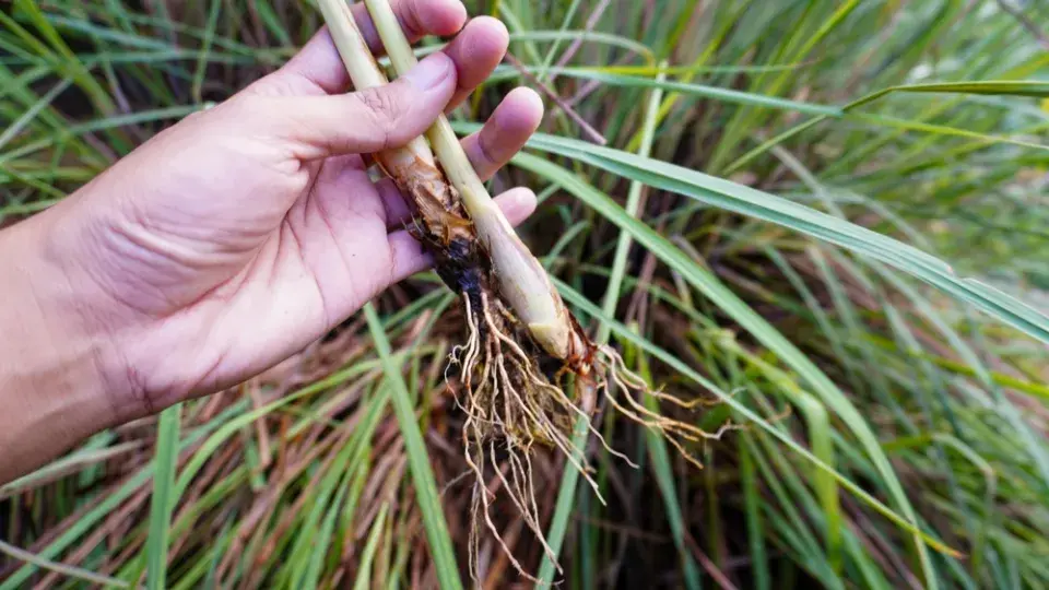 Citronová tráva neboli voňatka citronová (Cymbopogon citratus)