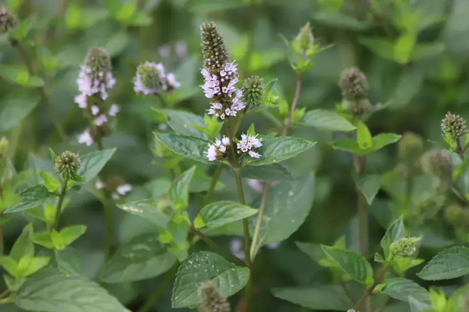 Druhy máty přehledně