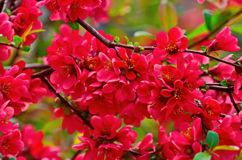 Keře kvetoucí na jaře