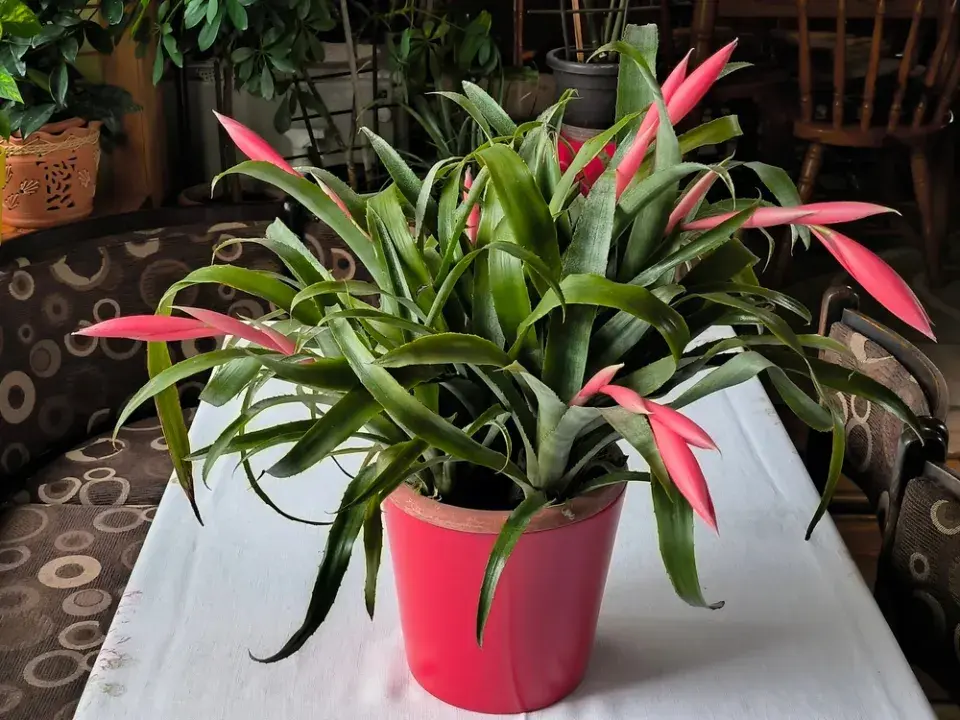 Bilbergie (Billbergia nutans)