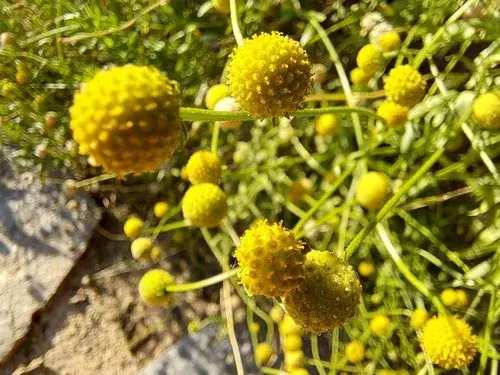 Záplevák vonný neboli jahodová tráva (Cephalophora aromatica) 