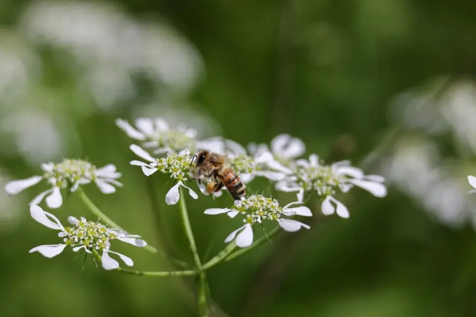 Paprska velkokvětá (Orlaya grandiflora) 