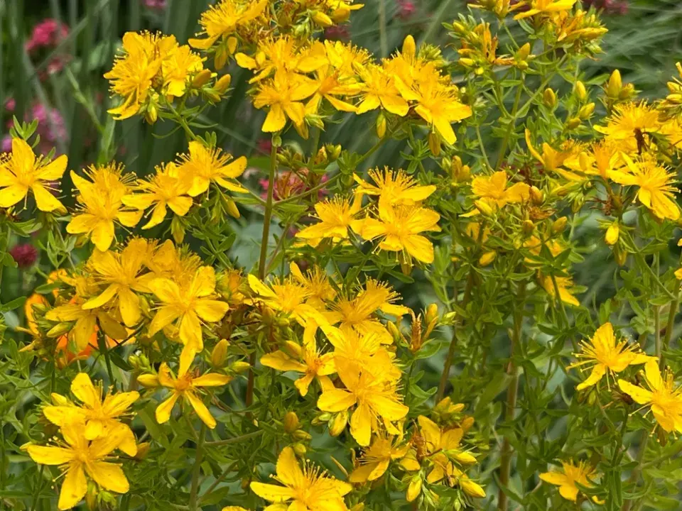 Řez okrasných keřů kvetoucích v létě