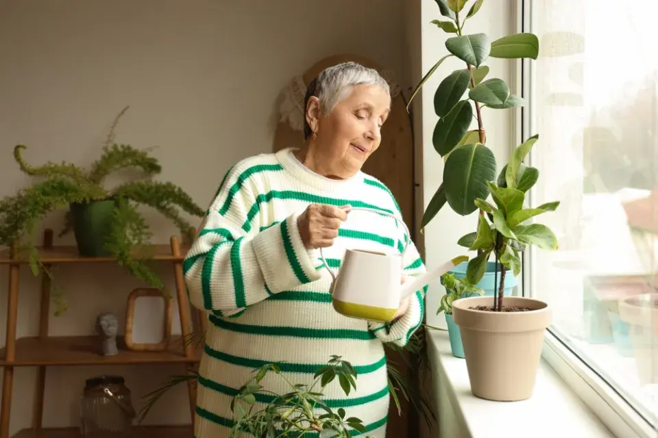 Využití vody z vařené rýže na pokojovky