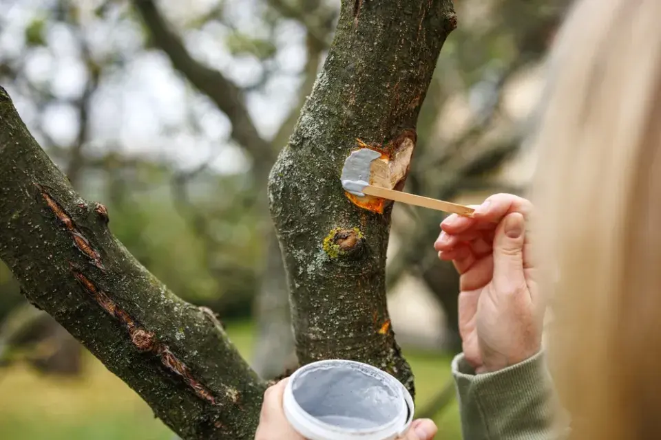 Jarní prořez ovocných stromů