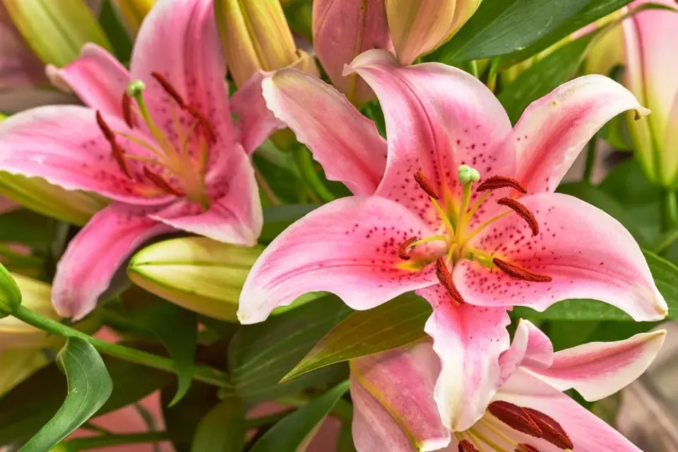 Jedovaté pokojové rostliny ve vztahu ke čtyřnohým mazlíčkům